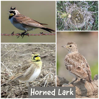 Horned Lark